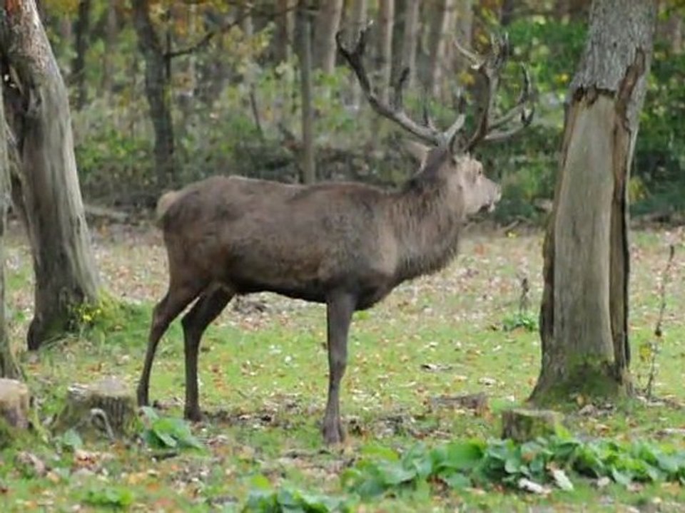 Rothirsch beim Fressen