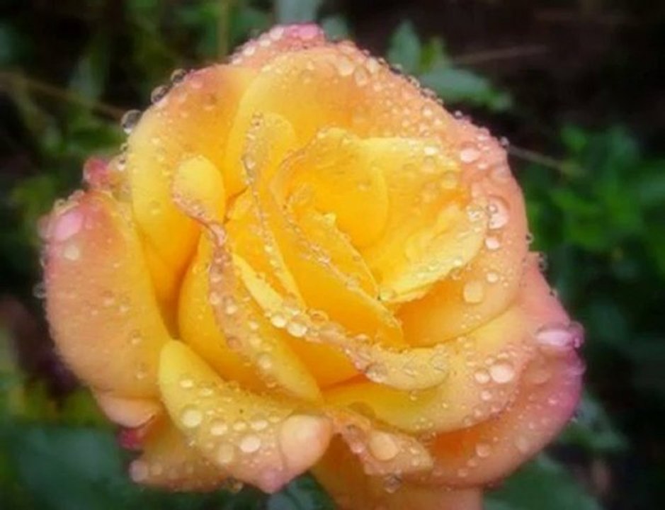 The Phantom And The Rose.