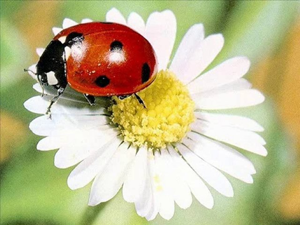 Dilber Dogan,Gelseler Ne Olur,WWW.MINELASK.COM SESLI CHAT