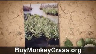 Buy Monkey Grass