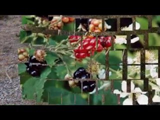 Săndel Spînu - Desculţi prin iubire