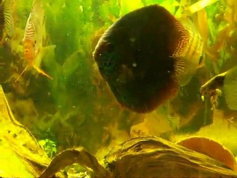 repro discus alenquer santharem