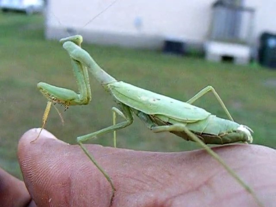 Preying Mantis