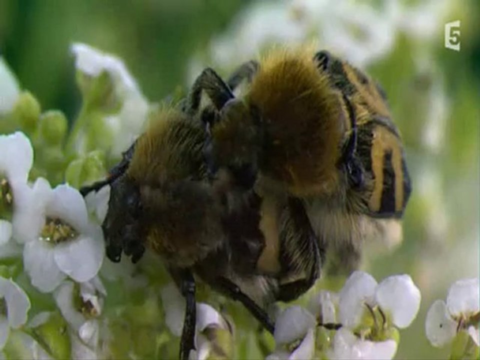 surprenantes petites bêtes (changer de peau) partie3