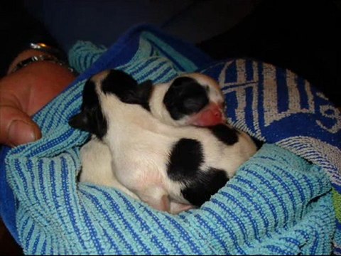 vends chiots epagneul japonais