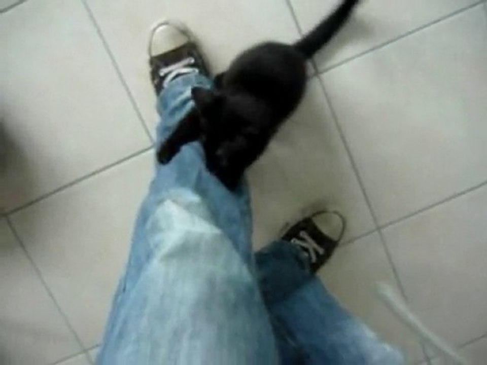 Un chat veut a tout pris aller voir Harry Potter (Rouen)