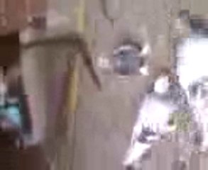 ufuk demirci kuşlarankara kuşları www.ankaralikuscular.tr.gg