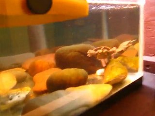 Une tortue chasse son souper