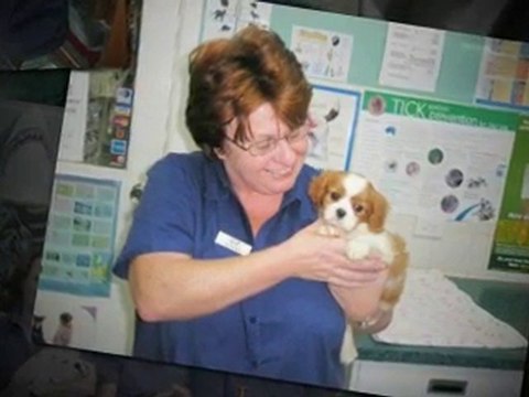 Menai Vet | We Take Care of Your Pets Call 0295 411 455