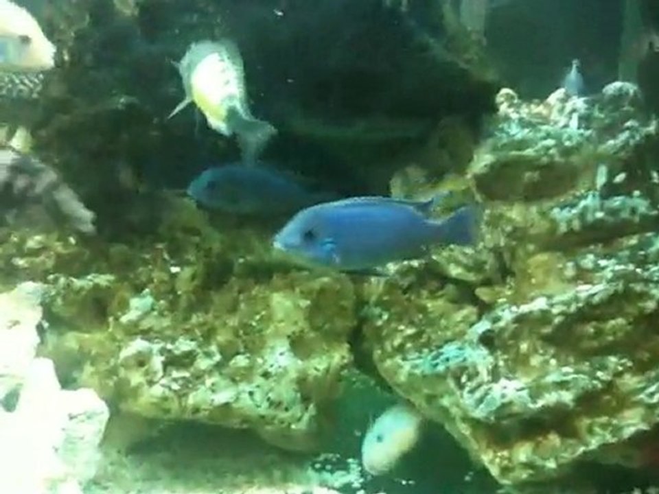 Cichlides Aquarium Video lemondedelinfo