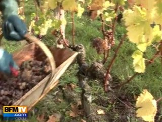 Des retraités font les vendanges en Gironde