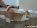 Il gatto che ama i massaggi tonificanti