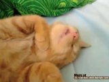 Gatto che mastica mentre dorme