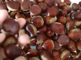 SAMRIOĞLU Chestnuts -  Red round Marrons type