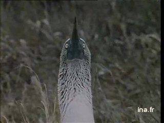 Galapagos : rendez vous des oiseaux de mer