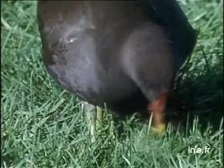 La Belle saison dans les marais