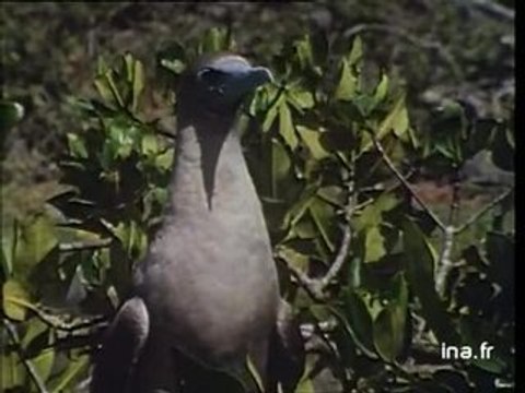 Parades nuptiales aux Galapagos