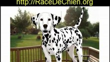 Comment Dresser Son Chien - Dressage Chien