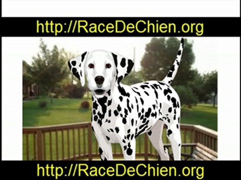 Comment Dresser Son Chien - Dressage Chien