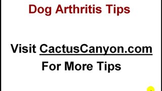 Dog Arthritis Tips For Lowering Joint Pain in Canines