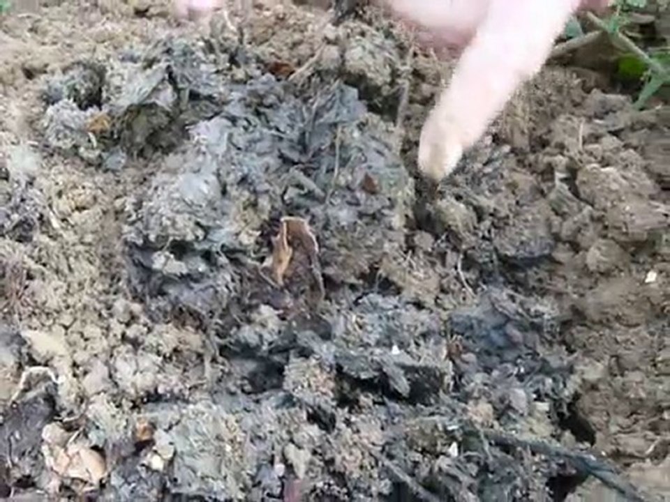 compost bokashi deux semaines plus tard