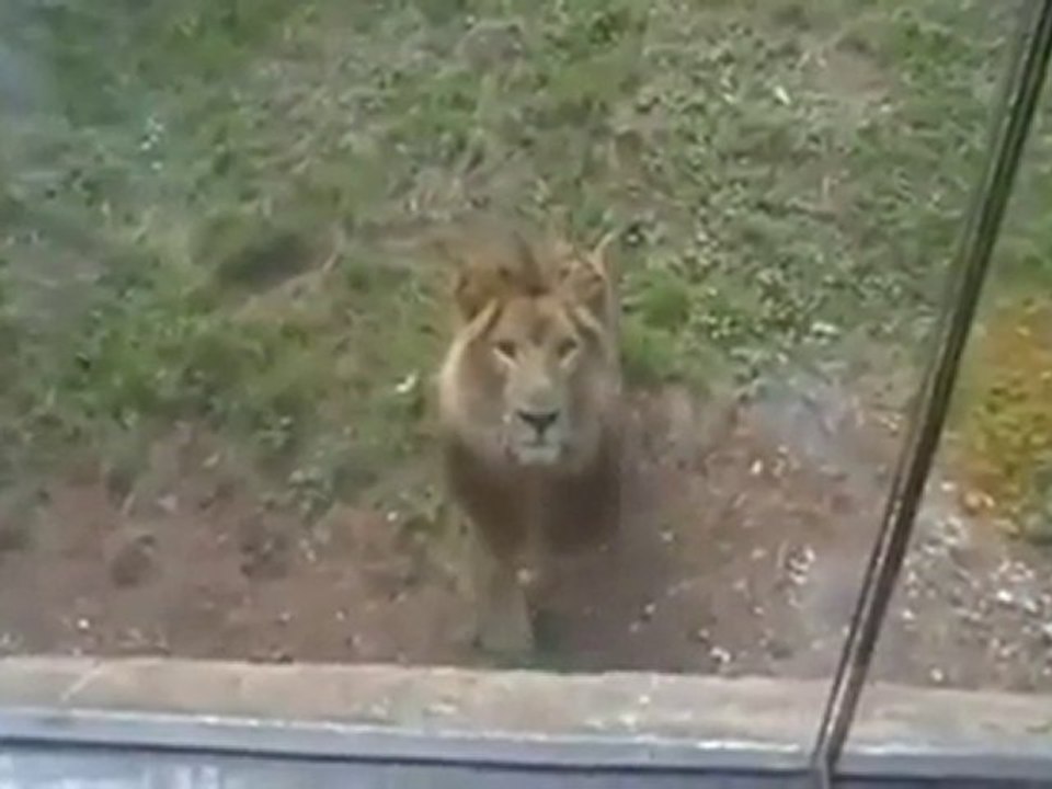 lion likes child