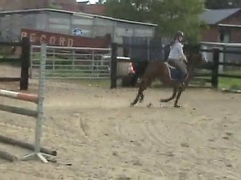 Sport Ponies Stable - JUMENT 11 ANS SANS PAPIER