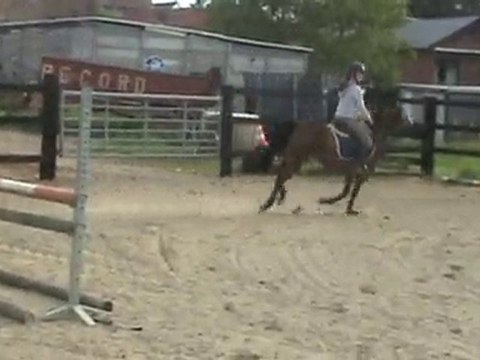 Sport Ponies Stable - JUMENT 11 ANS SANS PAPIER