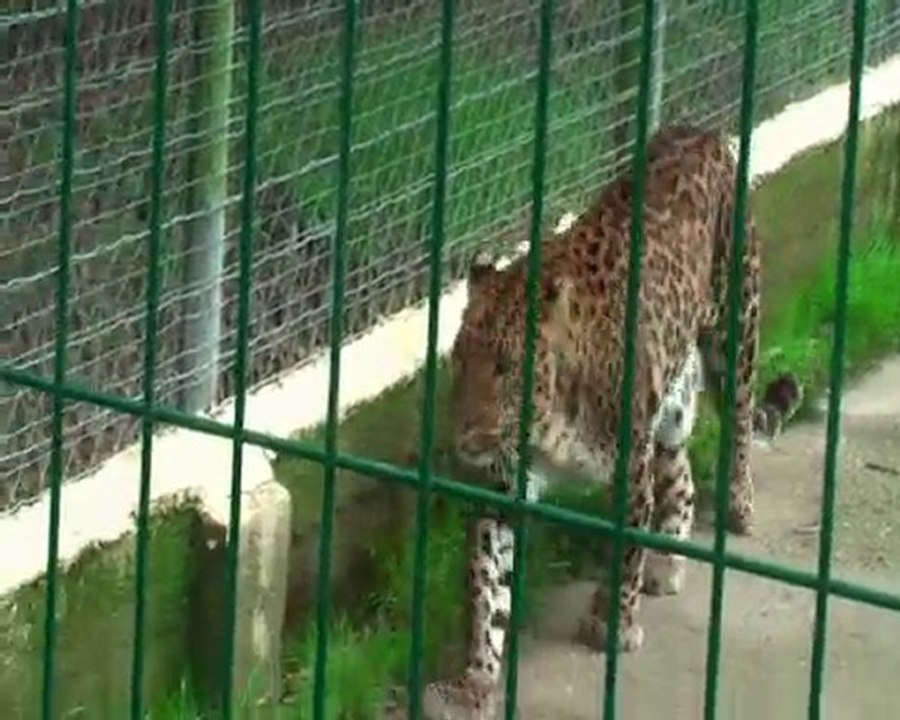 P&A au zoo