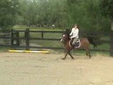 Sport Ponies Stable - JUMENT 11 ANS SANS PAPIER