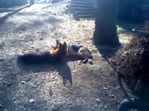 Jeu entre chiens : Twiggy-Eris