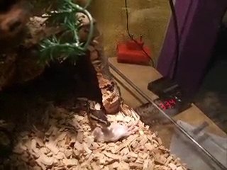 mon python kaa qui mange