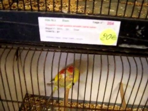 Concours de Port Sainte Marie 2010 (1)