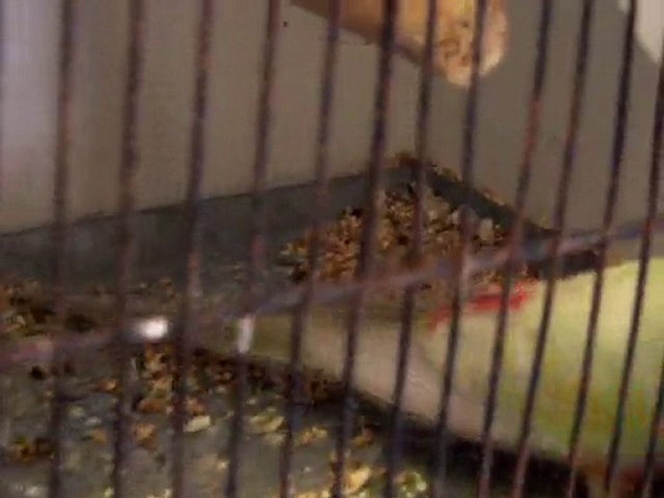 Concours de Port Sainte Marie 2010 (2)