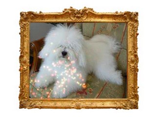 Désiré le bichon frisé