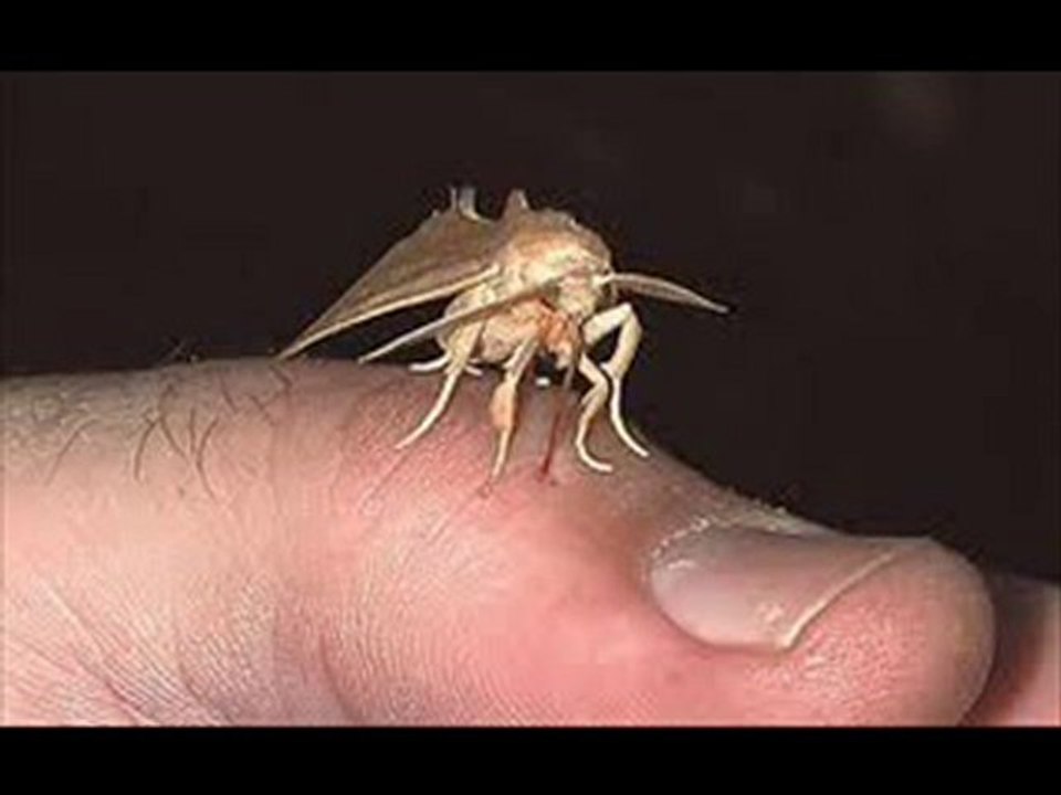 DownloadVampire Diaries Season 2 Episode 6 Torrent Free