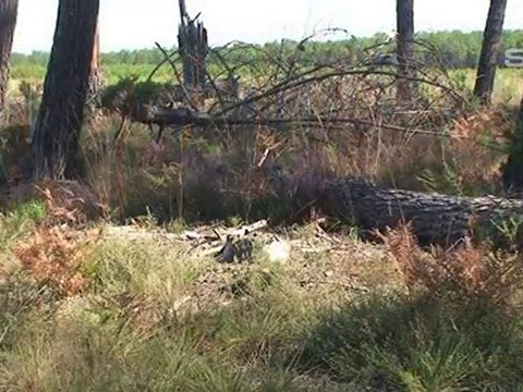 Entreprise de Travaux Forestiers à Soustons dans les Landes