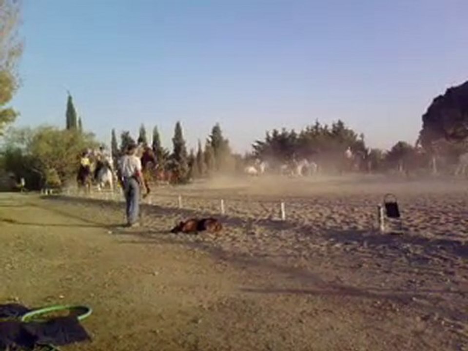 Repetition carrousel aout 2010 haras de la soulsoure