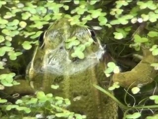 REGARDE ET ECOUTE ÇA !!!