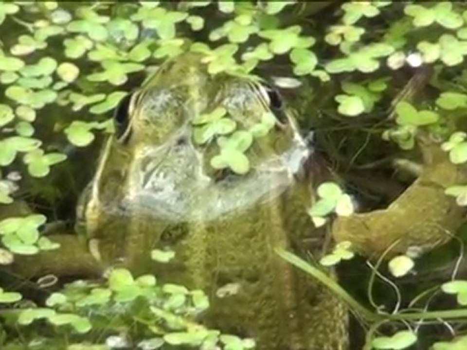 REGARDE ET ECOUTE ÇA !!!