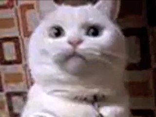 Tom Jones Cat Hilarious!