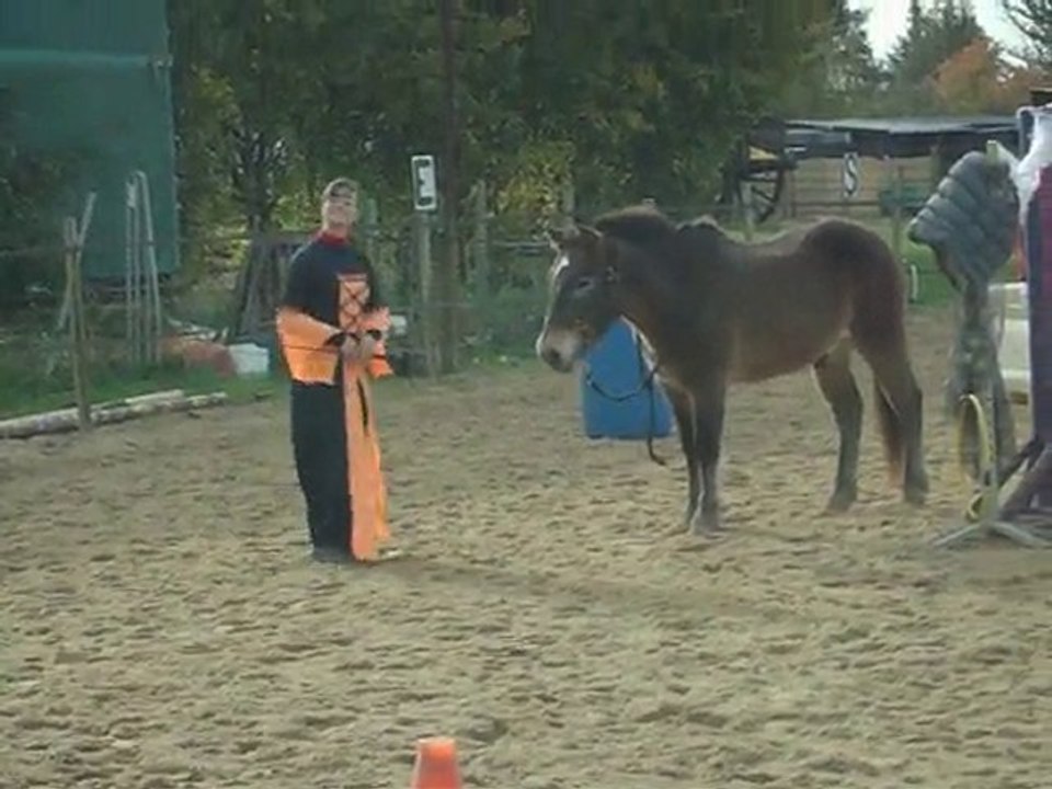 Démo éthologie 29 octobre 2010