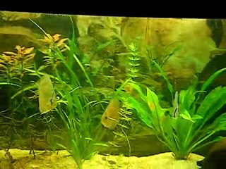 Aquarium le 25/10/10 (discus )