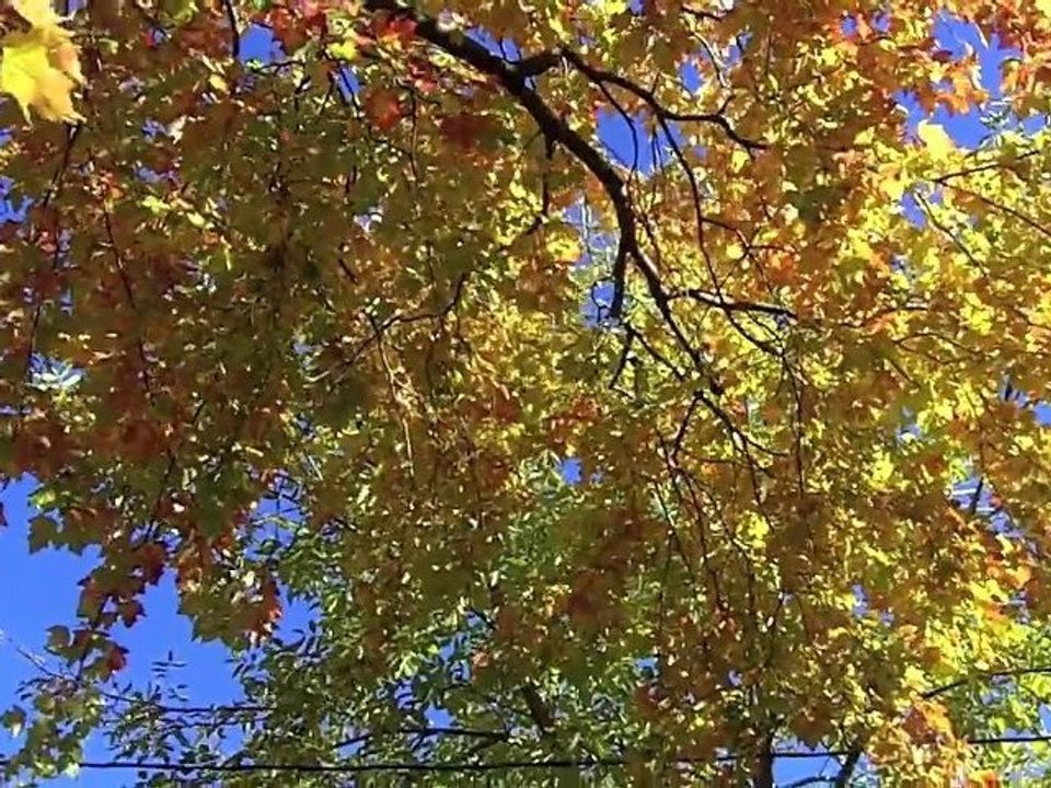 Un Automne au Canada