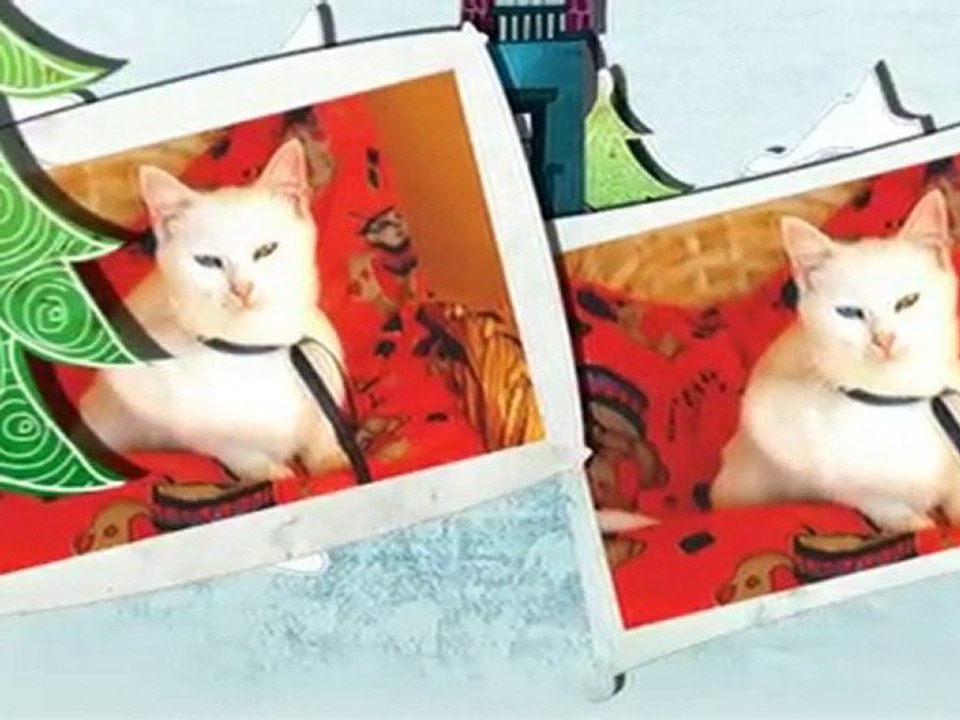 VAN KEDİ...HARİKALAR ÇOK TATLİLER...