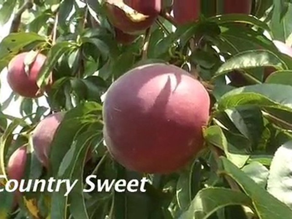 seftali ve nektarin plantasyonu