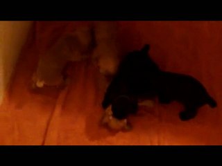 Dernière portée à 3 semaines