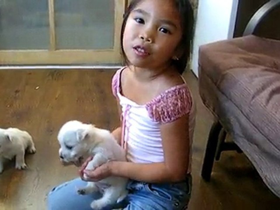 La socialisation des chiots