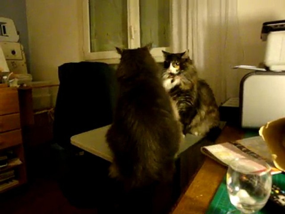 Disputes félines.MPG