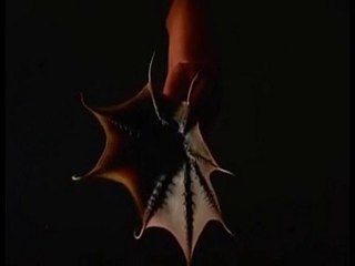 Deniz Altındaki Işıklı Canlılar